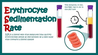 Erythrocyte Sedimentation Rate  ESR  What does ESR test show What does high ESR means [upl. by Rimaa299]