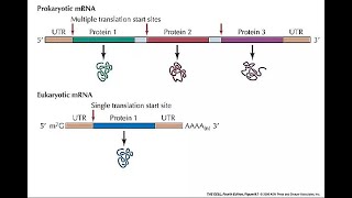 Messenger RNA mRNA [upl. by Whiffen]