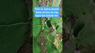 Pani ki matra jayada hone se brinjal me kon se rog lagte haifruit banne ki awastha me nami kyu [upl. by Auoz]