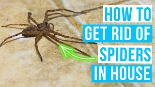 How to GET RID OF SPIDERS IN HOUSE  Banish spiders indoors [upl. by Aleunam]