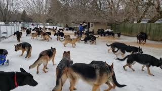 100 German Shepherds playing together [upl. by Yoc]