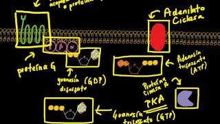 Receptor Acoplado a Proteína G  Sistema Adenilato Ciclasa  Proteína Cinasa A PKA Primera Parte [upl. by Haikan]