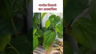 नागवेल विड्याचे पान आख्यायिका shorts nagvel नागवेलपान विड्याचेपान lokmatbhakti  SG5 [upl. by Ainahpets]