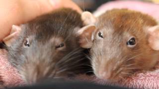 My Rats Bruxing and Boggling [upl. by Hasen]