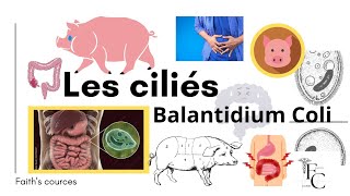 Les ciliés Balantidium Coli [upl. by Nossaj555]