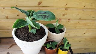 Bananenplant musa tropicana stekken [upl. by Aneehsor787]