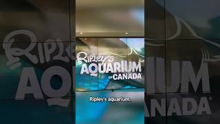 Ripleys Aquarium Toronto [upl. by Adnwahsor585]