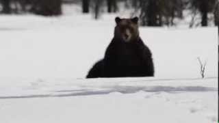 Grizzly Bear in Banff National Park [upl. by Libna]