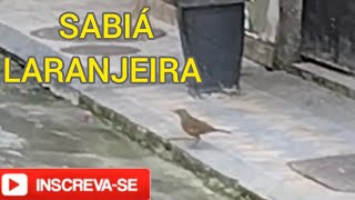 SABIÁ LARANJEIRA CANTANDO FORTE CANTO DO SABIÁ LARANJEIRA BADERNA DE PÁSSAROS SONGBIRDS PASSERINE [upl. by Nettie]