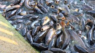 Pymatuning spillway carpfest 2011 Ducks walk on the fish Millions of fish [upl. by Ellevart493]