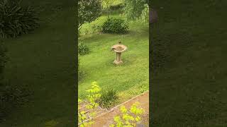 Currawong’s hunting thousands of flying insects [upl. by Fulbert]