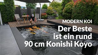 Saschas krass besetzter 29000 Liter Teich  Modern Koi Blog 6877 [upl. by Annenn]