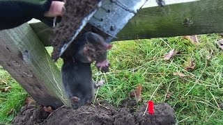 Mole Pestcontrol with Claw traps amp Barrel traps [upl. by Kally]