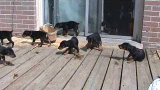 Doberman pups first time outside at 5 wks old [upl. by Mori]