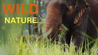 Wildlife Animals Relaxation Film 4K  Peaceful Relaxing Music  4k Video UltraHD [upl. by Hewart]