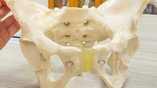 Anatomy of Pelvis  pelvis region  pelvis inlet and outlet  easy explanation [upl. by Sol]