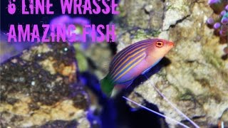 Six Line Wrasse Amazing Fish [upl. by Nosreffej817]