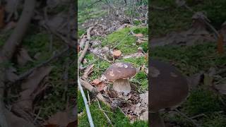 Boletus edulis mushroom грибы houby porcini grzyby boletus huby forest nature food キノコ [upl. by Eleanore166]