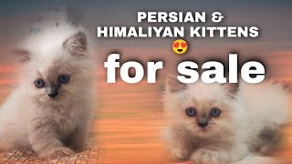 Persian kitten  himaliyan cat  persian kitten in pune  😍😍😍😍☺😍😍😍😍😍  quality kittens [upl. by Rimidalg136]