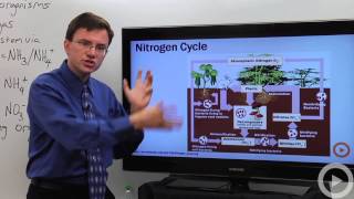 Biology  Nitrogen Cycle [upl. by Enelehs154]