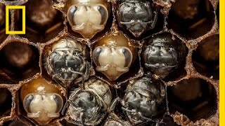 Amazing TimeLapse Bees Hatch Before Your Eyes  National Geographic [upl. by Delila]