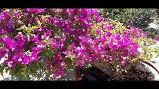 Flowering Bougainvillea Bonsai  July 2024 [upl. by Attey]