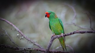 Lorikeets the magical birds of Australia [upl. by Quintie593]