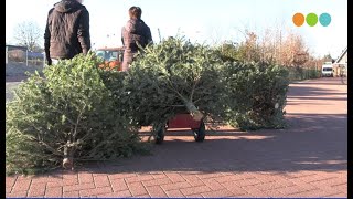 Actie vijftig eurocent per kerstboom of zak met vuurwerkafval in de gemeente Oldebroek [upl. by Skiest]