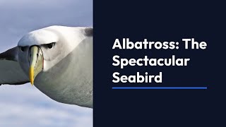 Sailing the SkiesThe Majestic World of Albatrosses from Gliding Wonders to Conservation Challenges [upl. by Anamor]