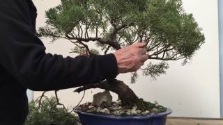 Styling and repotting an old Juniper bonsai tree  Peter Chan [upl. by Kila]