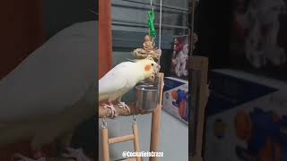 Cute Cockatiel Sings Adorable Cookie Song 🍪  Sweet Serenade [upl. by Oiluarb370]