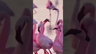 Flamingo nordeste short vocêodeiaanimais [upl. by Ardnosac251]