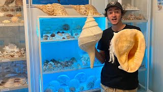 MY SUPER RARE 20000 SEASHELL COLLECTION ROOM Room Tour of The best Seashell Collection room ever [upl. by Targett733]