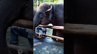 Gajah Sumatera zoo wildlife elephant gajah kebunbinatang [upl. by Iral]