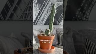 Totem pole cactus ￼ [upl. by Atikin]