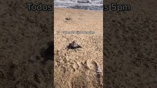 Ayudemos a las tortugas a llegar su hogar🐢 tortugas tortugasmarinas seaturtle liberartortugas [upl. by Eilrebmik360]