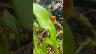 Baby Platy and Bristlenose  fishtank update Oct 21st 2024 [upl. by Aynor755]