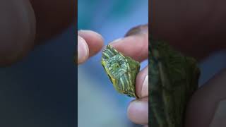 TURTLE INSIDE FISH is ALIVE Shorts [upl. by Wistrup]