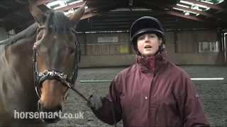 How to lunge a horse with side reins [upl. by Isis]