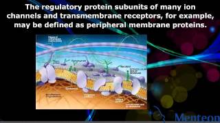 Peripheral Proteins  College Biology [upl. by Enylecoj]