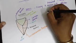 Urinary bladder anatomypart1 [upl. by Sexton884]