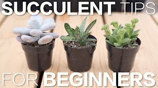 Succulent Tips for Beginners  Garden Answer [upl. by Eniamrehs]