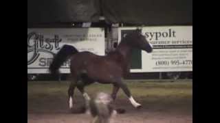 Jumpin Jak Flash Arabian Stallion CHAMPION Liberty [upl. by Abihsot]