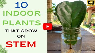 10 Pretty Houseplants That Grow on a Stem  Indoor Plants with Stem Growth [upl. by Damon513]