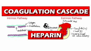 Coagulation Pathway and Mechanism of Action of Heparin [upl. by Adnawyt192]