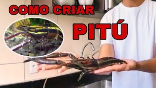 O verdadeiro camarão pitú como criar pitú [upl. by Alek710]