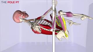 Pole Anatomy  pole invert the muscles anatomy and biomechanics of pole [upl. by Leahcimal]