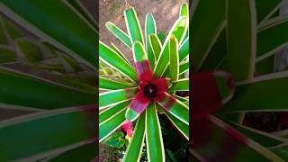 Bromeliad in flower gardening bromeliads [upl. by Otxilac]