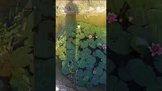 Waterlilies blooming October 7th SouthAfrica [upl. by Farny]