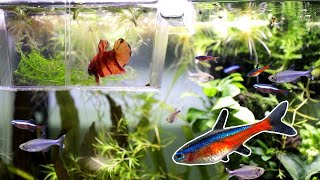 Betta Fish Community Tank  Adding NEW Tetras [upl. by Luana]